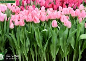 Tulipa Cacharel ® (2)